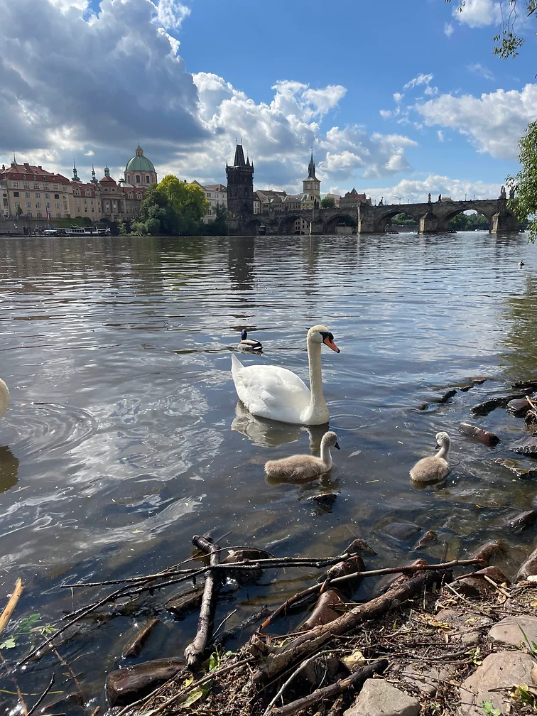 Vojanovy Sady and Cihelna Park