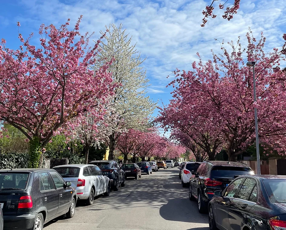 The Best Places to See Spring Blossoms in Prague