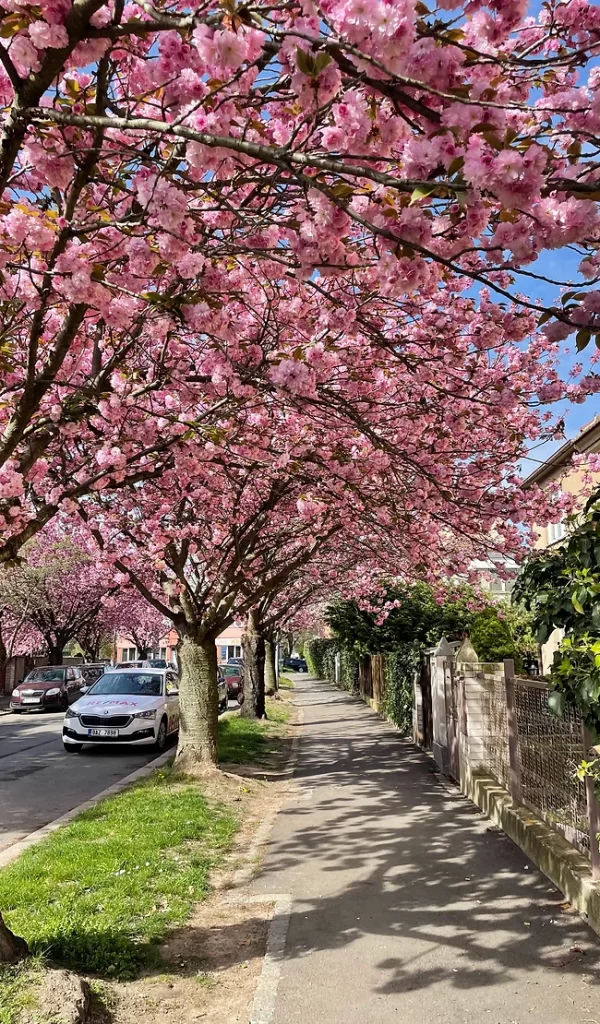 The Best Places to See Spring Blossoms in Prague