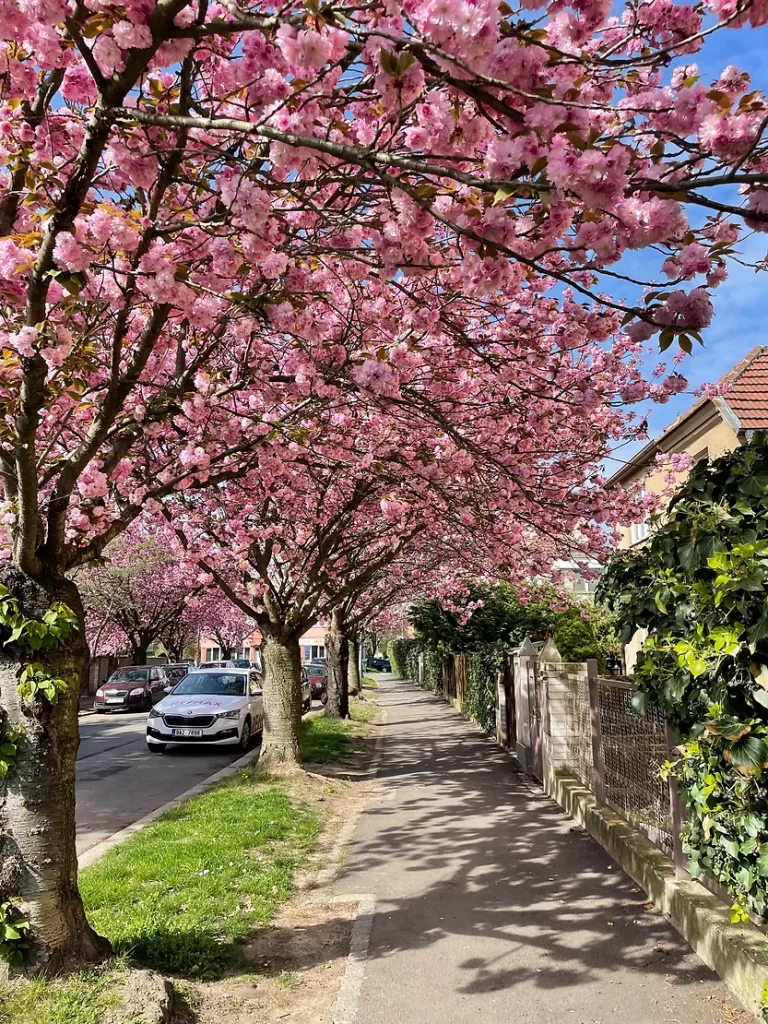 The Best Places to See Spring Blossoms in Prague