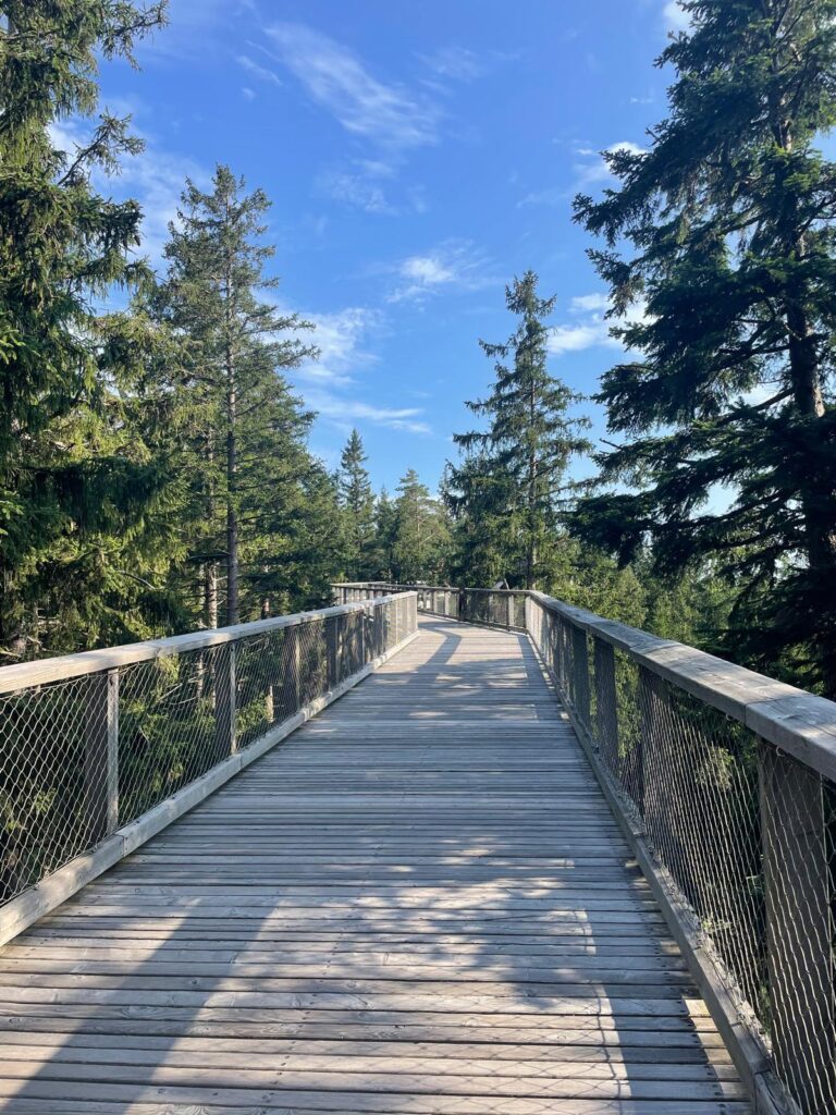 Treetop Trail Lipno