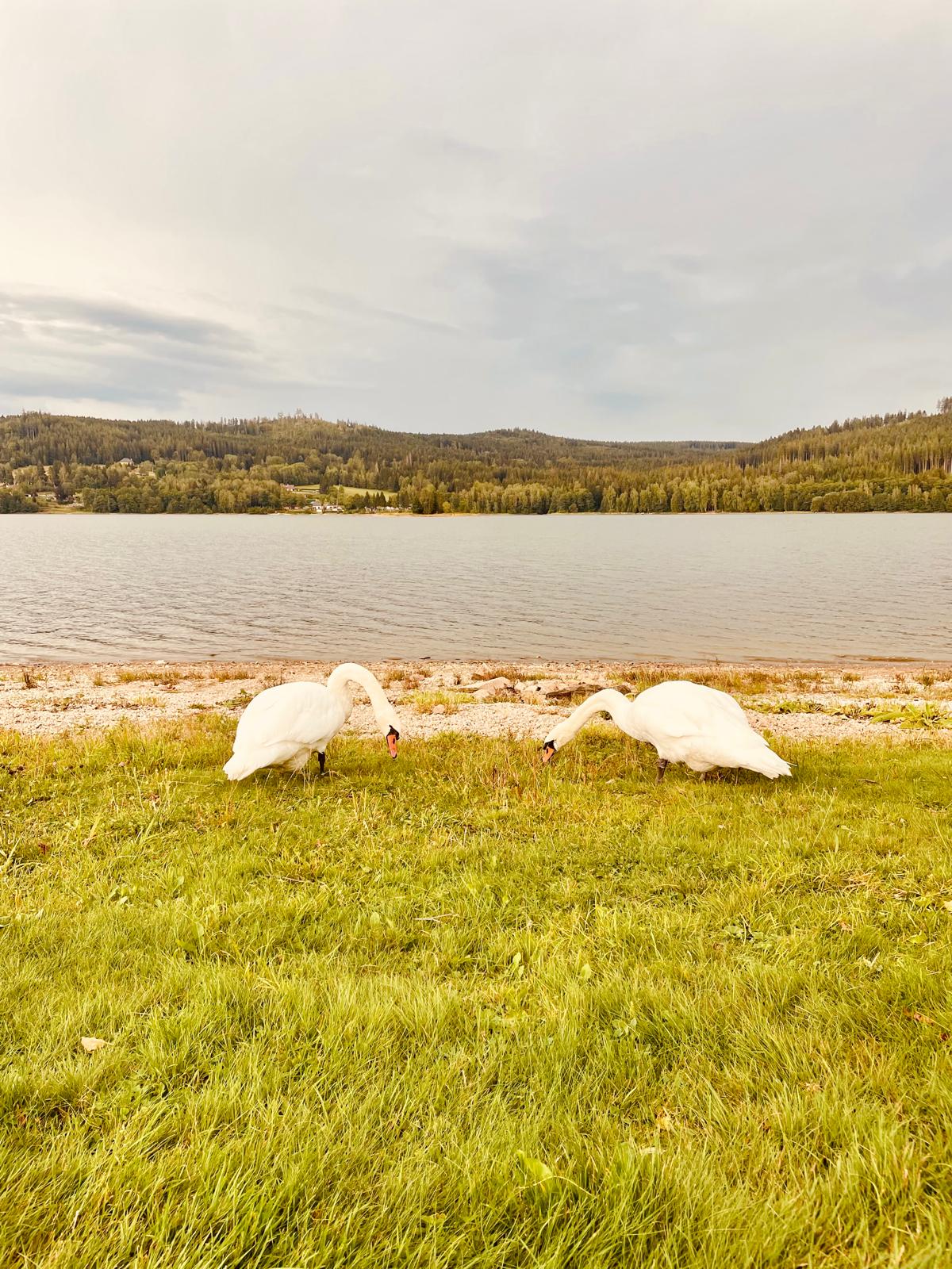 lipno lake