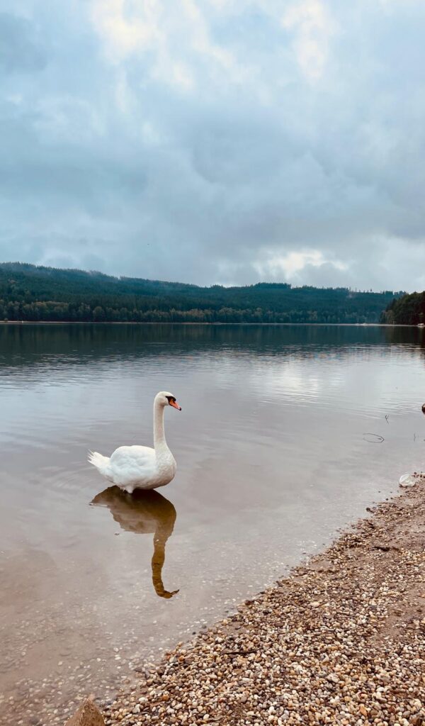 lipno lake