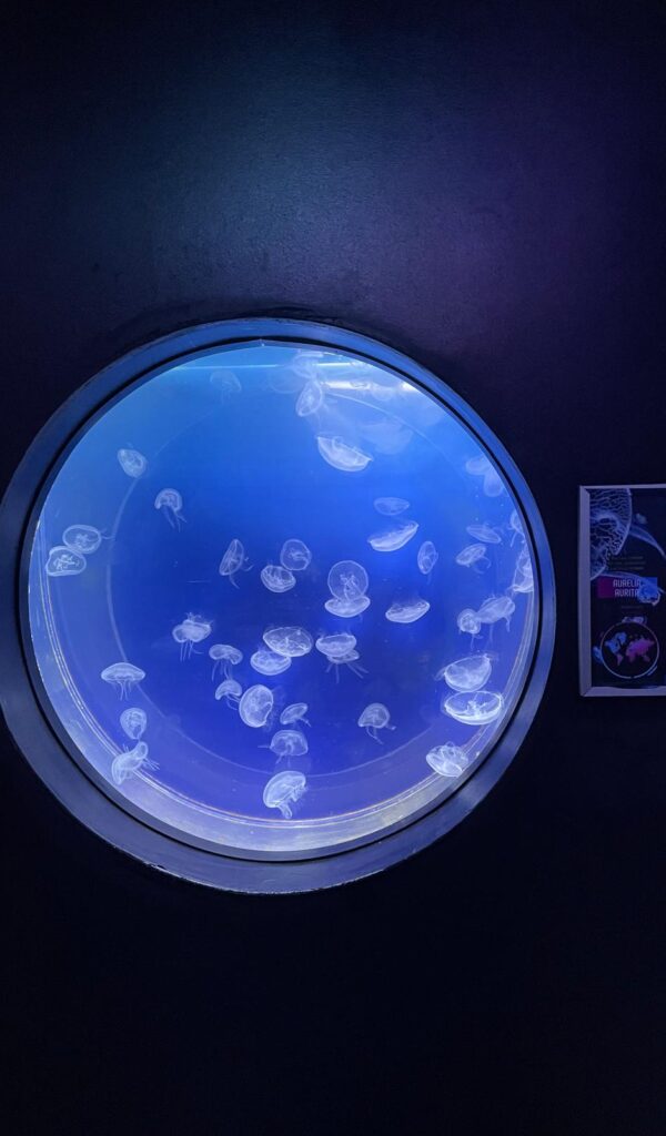 The World of Jellyfish in Prague (Svět Medúz)